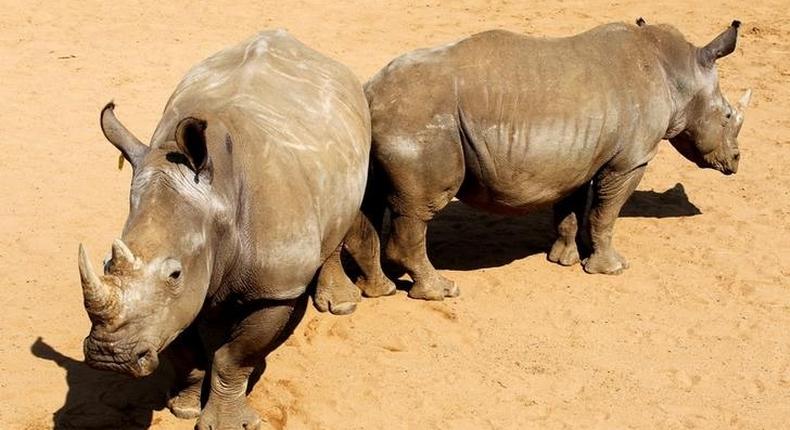 A pair of White Rhinoceros await buyers in pens at the annual auction in the Hluhluwe-Imfolozi national park, South Africa, September 18, 2010. 