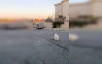 Drónnal sétáltatta kutyáját egy karanténban lévő ciprusi férfi + videó