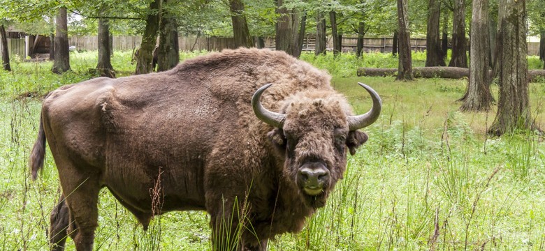 Dyrektor Białowieskiego Parku Narodowego odwołana, bo nie zgodziła się na odstrzał żubrów? Jest stanowisko resortu Szyszki