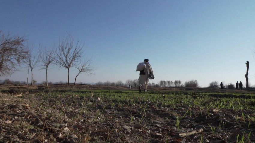Helmand je nekada bio centar avganistanskog uzgoja maka, ali je proizvodnja blizu nule danas | Foto: BBC