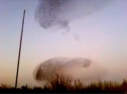 Pół miliona ptaków w niezwykłym spektaklu