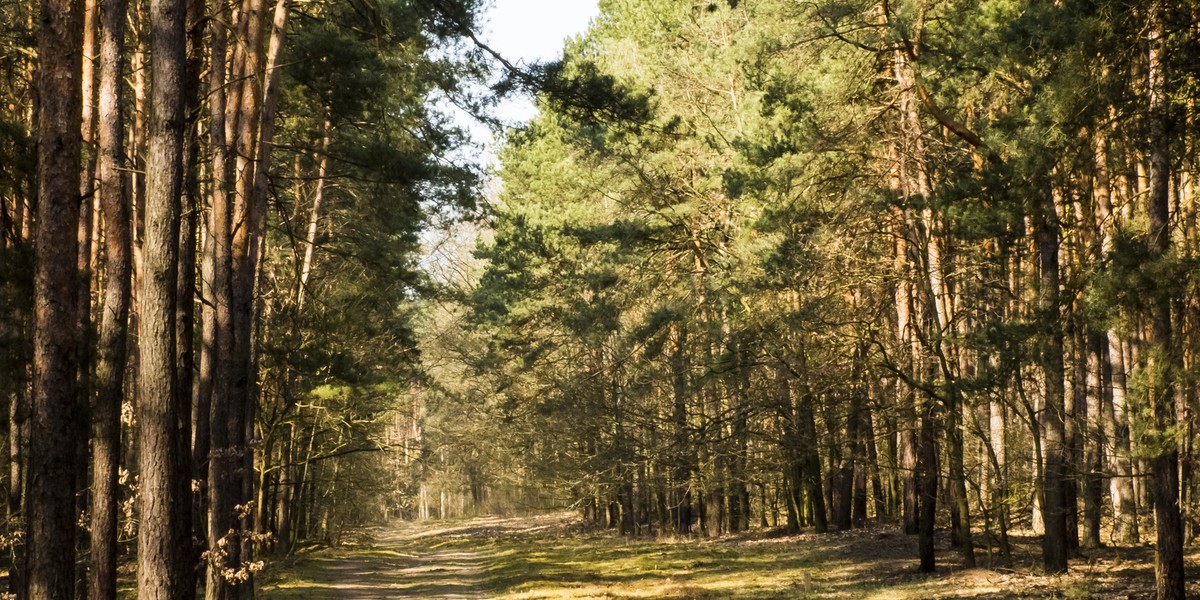 Wypadek w Kampinoskim Parku Narodowym. Nie żyje rowerzysta