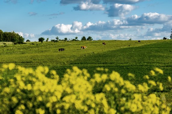 Bajeczne Ponidzie. Poznajcie polską Toskanię