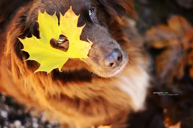 autumn-dog-photography-anne-geier-34