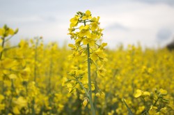 Orlen: Wybudujemy największą tłocznię rzepaku w Polsce za 850 mln zł