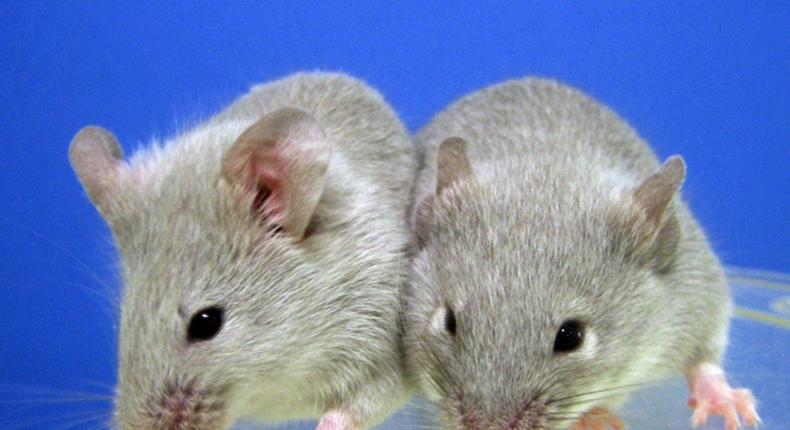 Scientists have successfully transplanted insulin-producing cells derived from stem cells into diabetic mice
