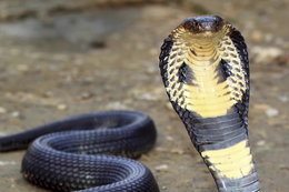 To jeden z najgroźniejszych węży świata