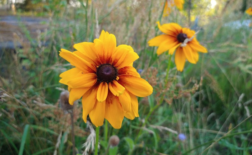 Zdjęcie wykonane telefonem Motorola Moto G Pro