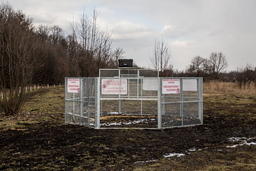 Oto pierwsza w Krakowie odłownia dzików