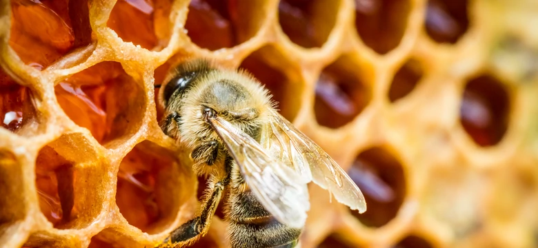 Krakowskie pszczoły chorują na zgnilca amerykańskiego