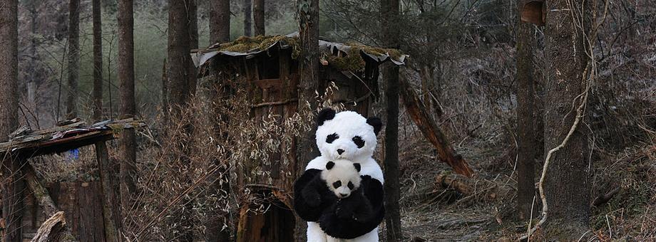 Opiekun przytula młode pandy małej w rezerwacie Wolong w Chinach