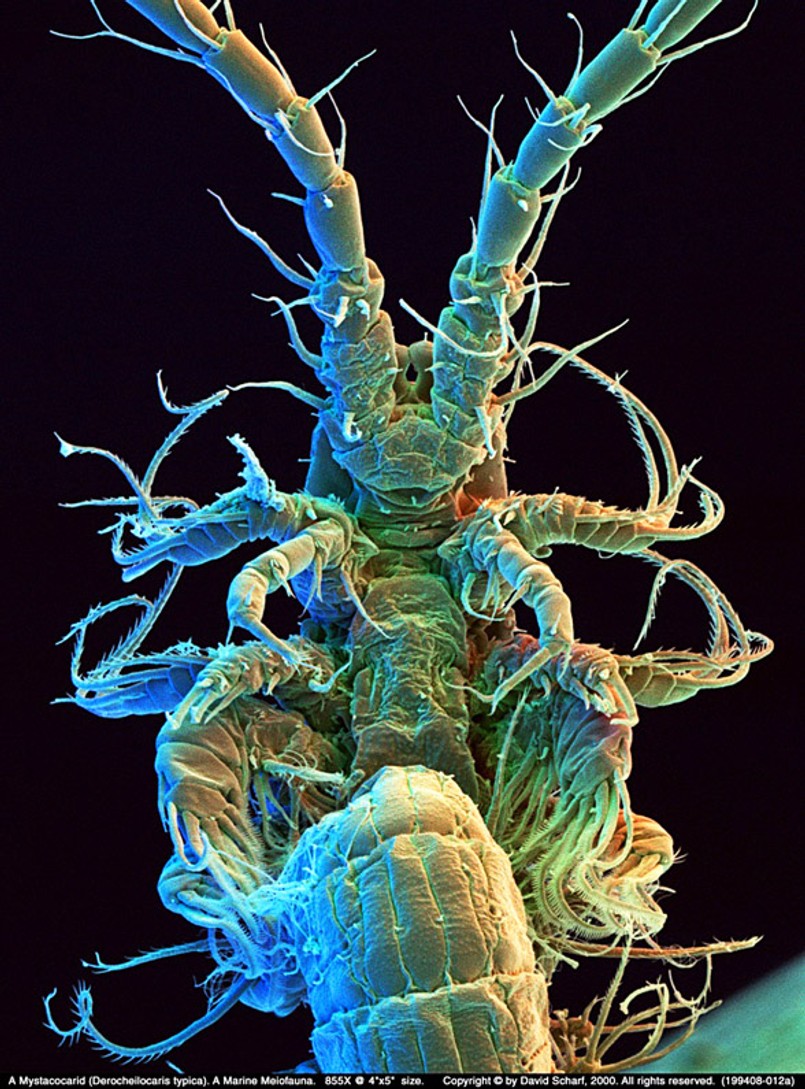 Czego nie widzi ludzkie oko