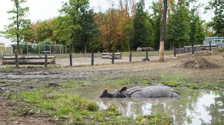 Európa legjobb állatkertje lett saját kategóriájában a Nyíregyházi Állatpark   