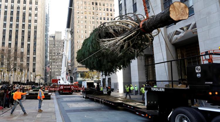 A New York-i Rockefeller Központ karácsonyfáját, egy 24 méter magas norvég fenyőt készülnek felállítani az épületegyüttes előtt 2021. november 13-án