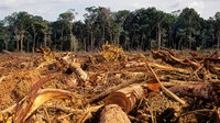 Új kutatás: focipálya méretű trópusi esőerdő pusztul el minden hatodik másodpercben