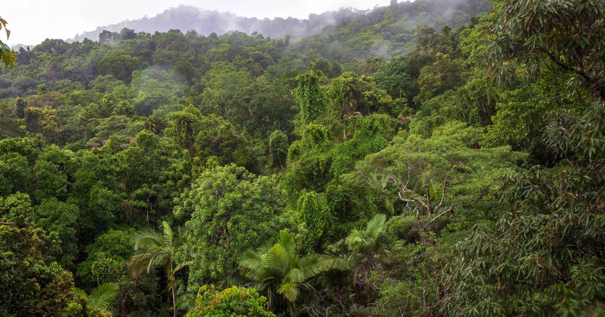 Więcej emitują niż pochłaniają. Zła wiadomość z australijskich lasów deszczowych