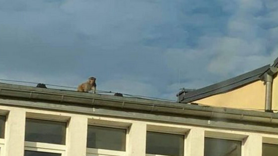 Małpa biega po dachach w Zgorzelcu. Uciekła z drugą małpą na wolność i postawiła policję na nogi. Trwa obława