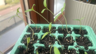 jak uratować wybujałe sadzonki pomidorów? tak sadź długie łodygi, żeby zbudowały potężny system korzeniowy jak sadzić wybujałe pomidory? jak sadzić wybiegnięte pomidory