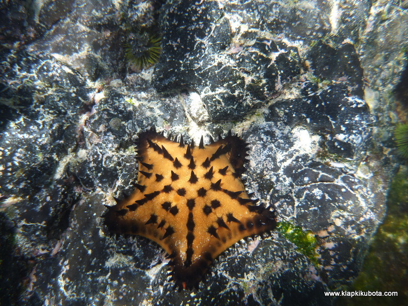 Wyspa Galapagos