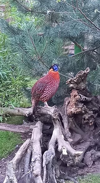 Tragopan Temmincka