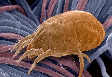 dustmite_0