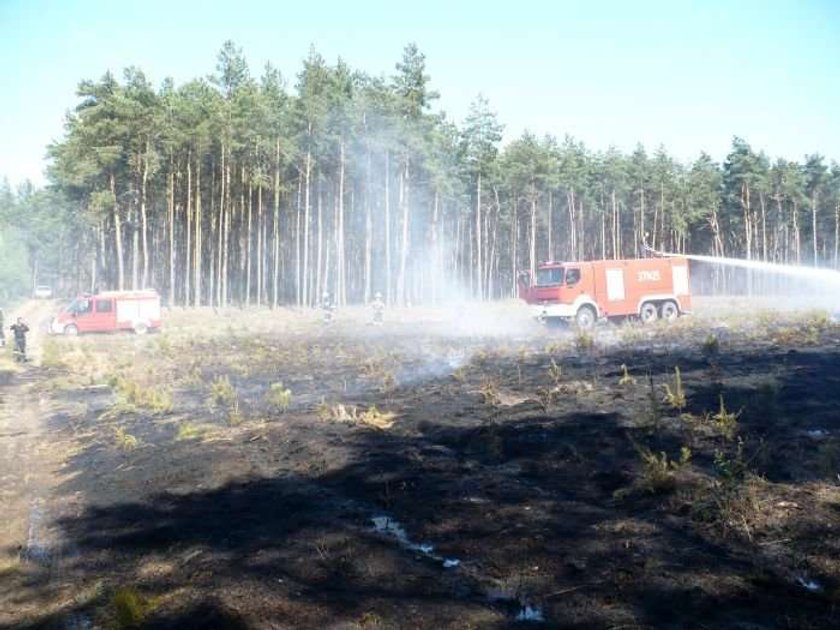 Ktoś podalił Puszczę Notecką