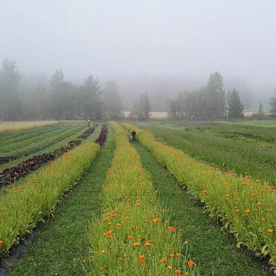 Branje na organskim plantažama samo ukoliko ispunjavate određene uslove