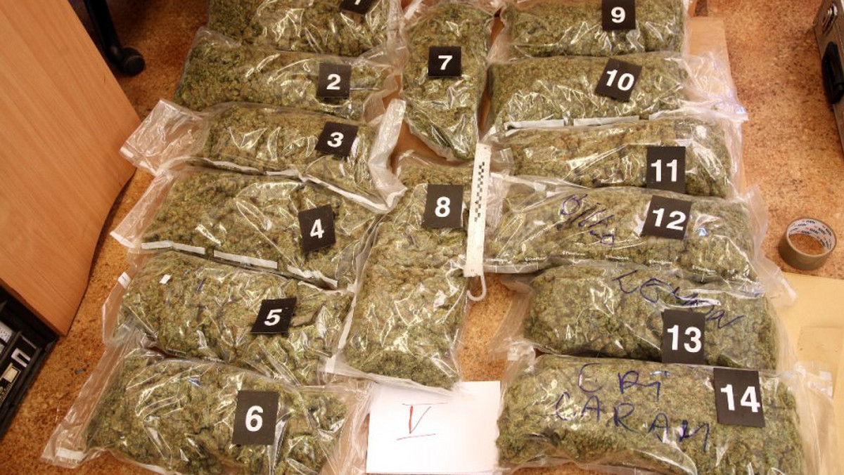 To jedna z rekordowych akcji policji – na jednej z posesji pod Elblągiem policjanci CBŚP znaleźli blisko 52 kilogramy marihuany. Zatrzymano również dwóch mężczyzn – śledczy podejrzewają ich o handel narkotykami między innymi w województwie pomorskim.