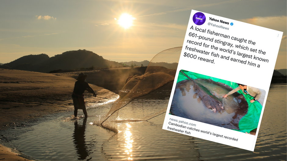 W rzece Mekong w Kambodży złowiono największą rybę słodkowodną na świecie (fot. YahooNews/Twitter)