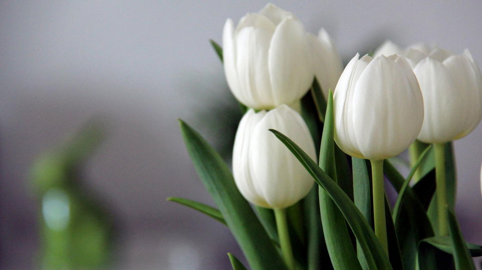 Jak przedłużyć życie tulipanom