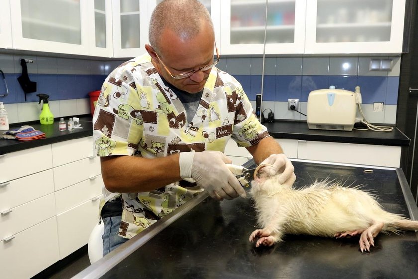 Rybnik. Nutria z rzeki Nacyna straciła długie siekacze