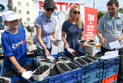 Dlaczego zwolennicy Kukiza rozdają porzeczki?