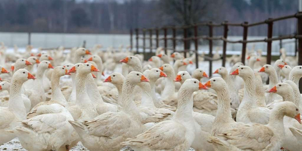 Niemiecki ekolog oskarża: Polacy torturują gęsi!