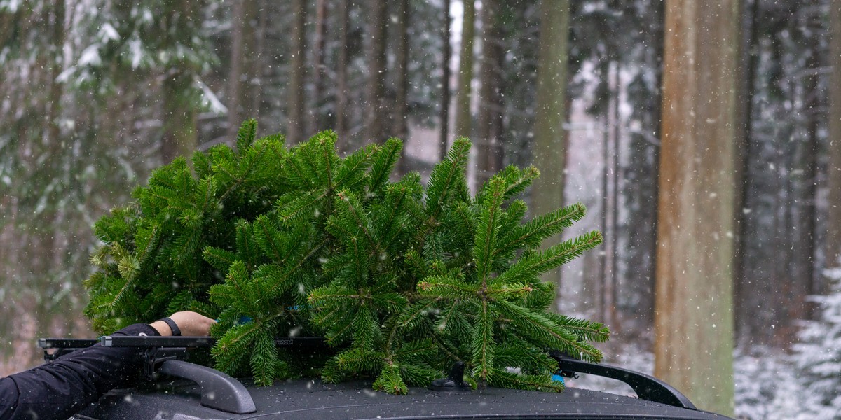 Choinki sprzedają m.in. nadleśnictwa.