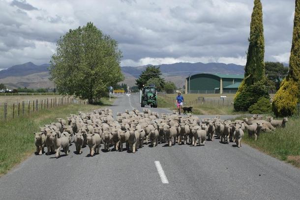 nowa zelandia owce