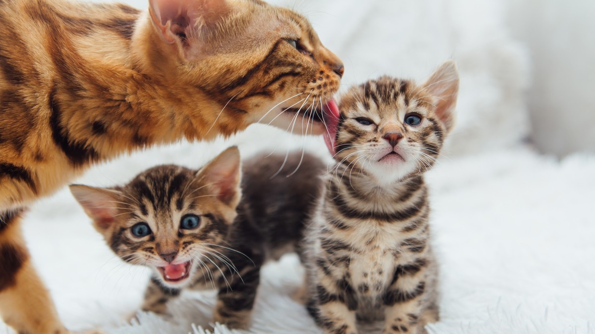 Da li mačići pamte svoju majku?