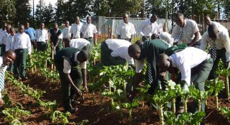 Youth in Agric