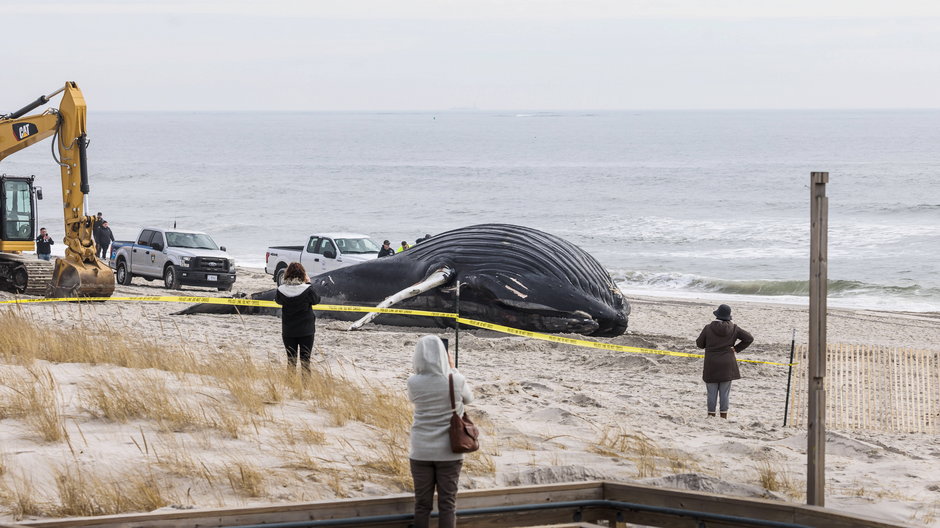 Martwy humbak został znaleziony na plaży w stanie Nowy Jork w USA