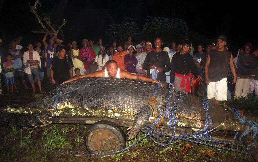 Złapali krokodyla giganta! Co za FOTO