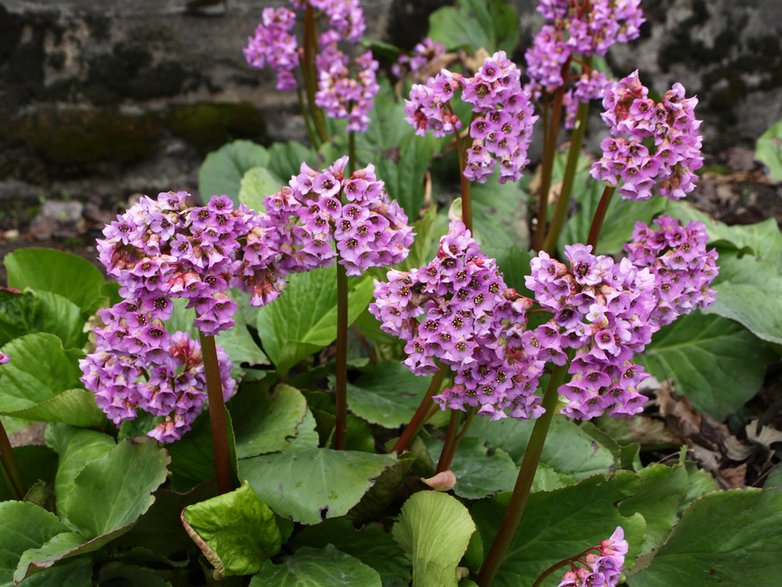 Bergenia kwitnie od kwietnia - skymoon13/stock.adobe.com