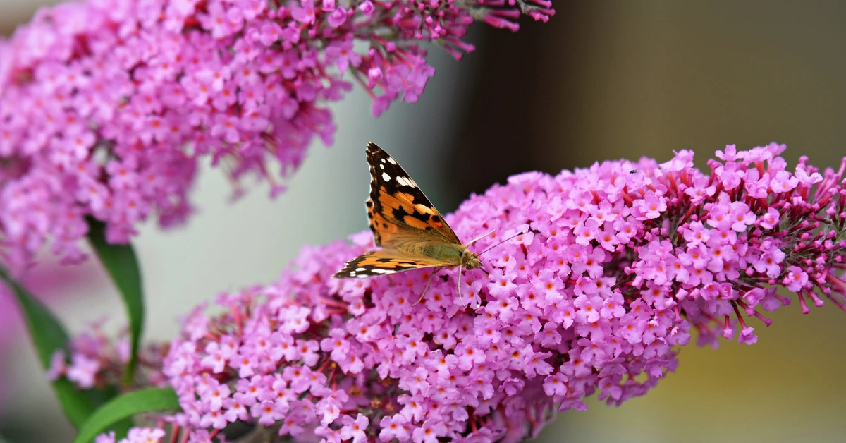 Budleja dawida - cięcie. Jak gwałtownie rośnie budleja dawida? Kiedy kwitnie motyli krzew?