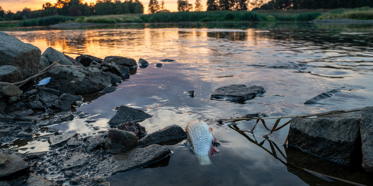 Skażenie wody w Odrze. W rzece są nie tylko martwe ryby, ale i bobry.