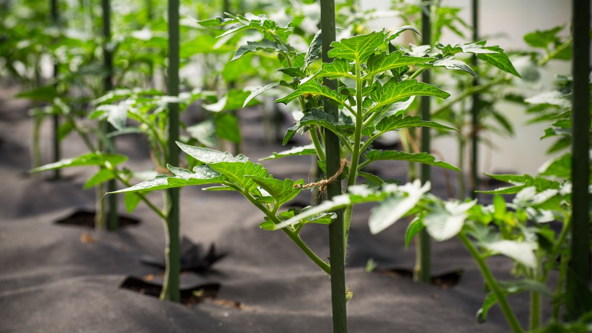 Zakopao sam 20 plastičnih flaša u zemlju i koren paradajza je porastao tri puta jače i duže 