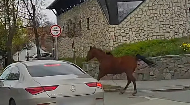 Szentendre belvárosában randalírozott az elszökött ló / Fotó: Youtube/Bpi Autósok