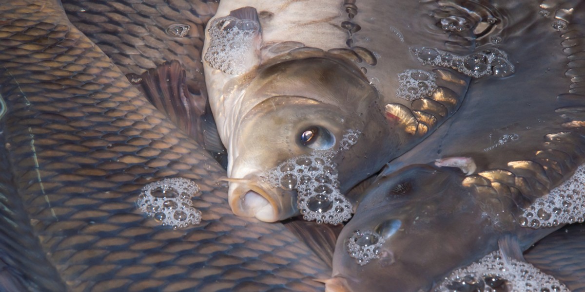 Karp jest tradycyjną rybą świąteczną w Polsce. W grudniu spożywamy go prawie 1 kg na osobę.