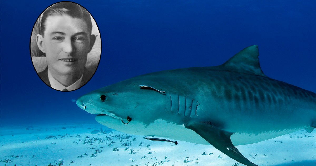 Makabra w australijskim oceanarium. Rekin wypluł dowód zbrodni. Jedno nurtuje do dziś