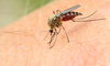 Plaga komarów w Polsce. To najlepsze sposoby na ukąszenia