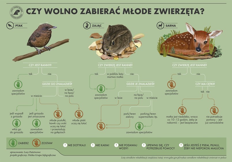 nie wolno zabierać młodych dzikich zwierząt