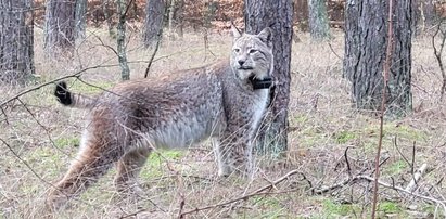 Takiego spotkania się nie spodziewała w Tatrach. Stanęła oko w oko z duchem puszczy