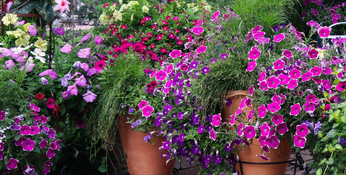 Mini petunia Calibrachoa - określana inaczej jako ”Milion dzwonków” - to piękna roślina do ogrodu i na balkon